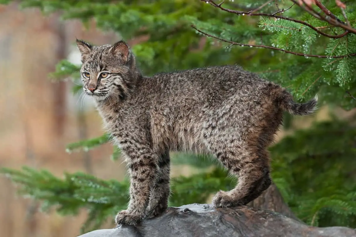 Controlled hunting of bobcats is allowed in Georgia