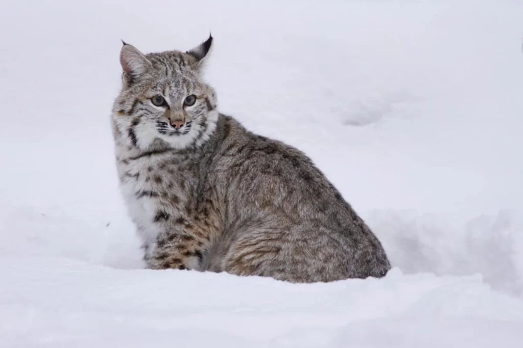 Bobcat sitting in Deep Snow in Montana