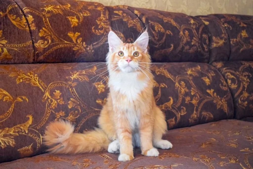 Maine coon cat sitting on couch