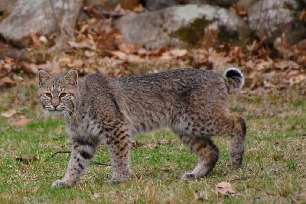 speed of bobcat vs rattlesnake