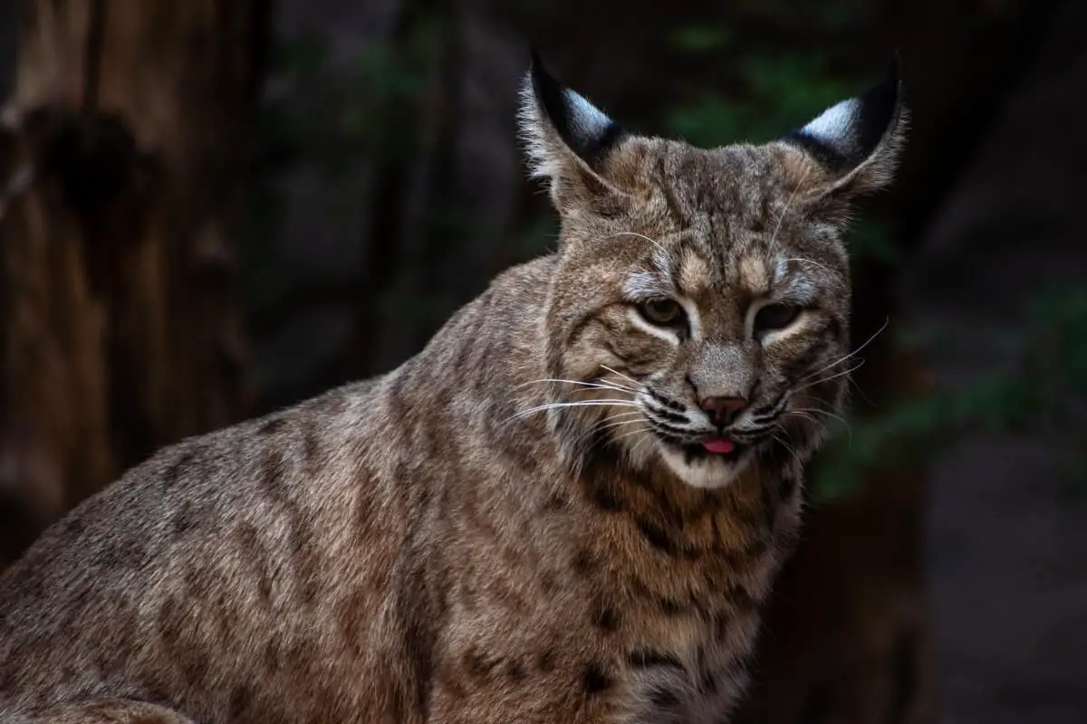 population status of bobcats in Pennsylvania