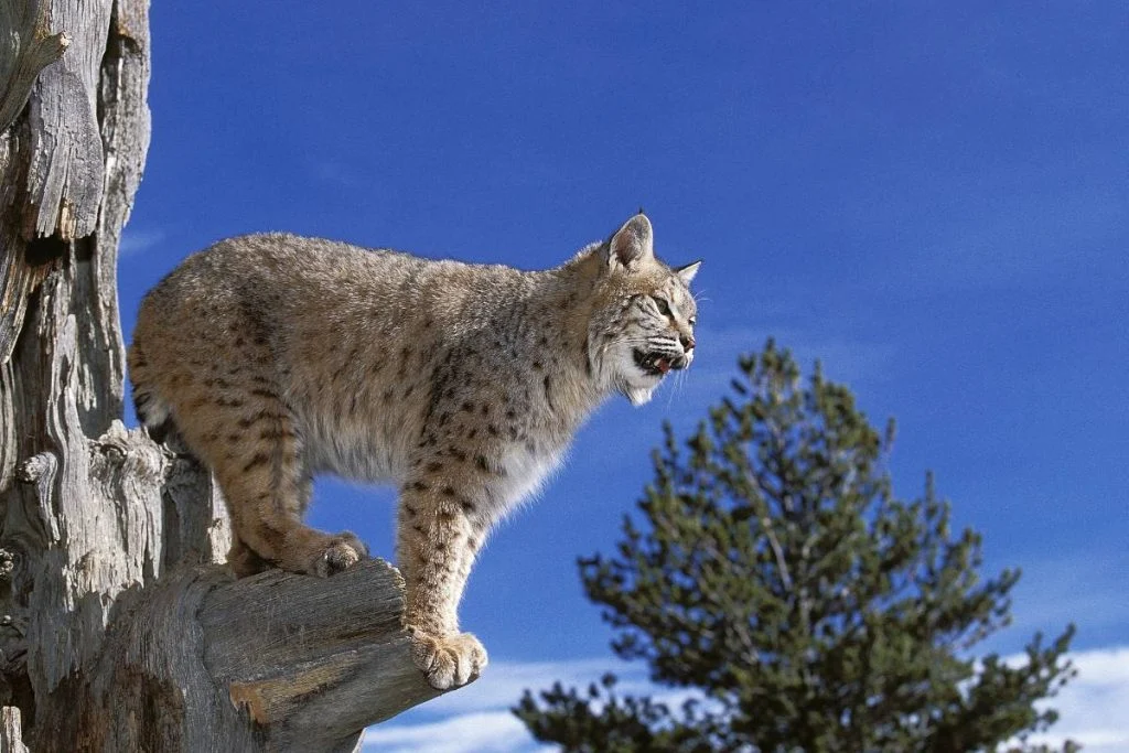 Bobcat standing on a dead tree trunk.