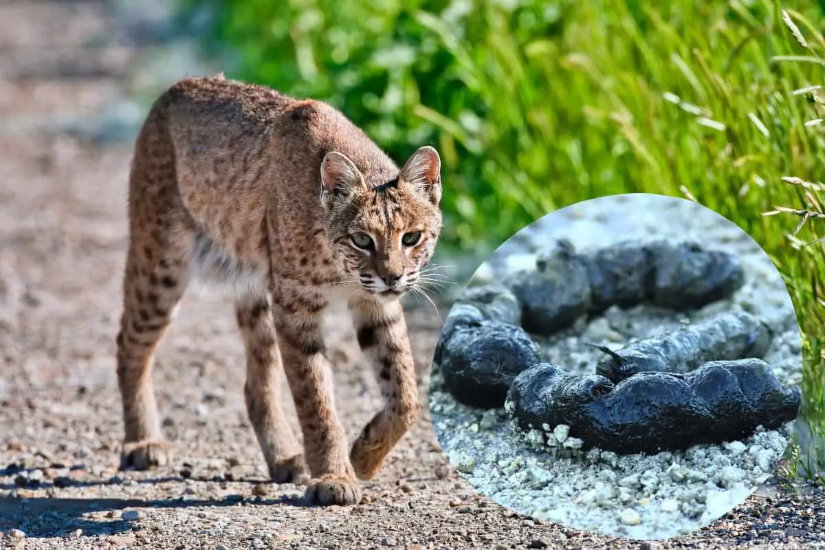 what does bobcat poop look like