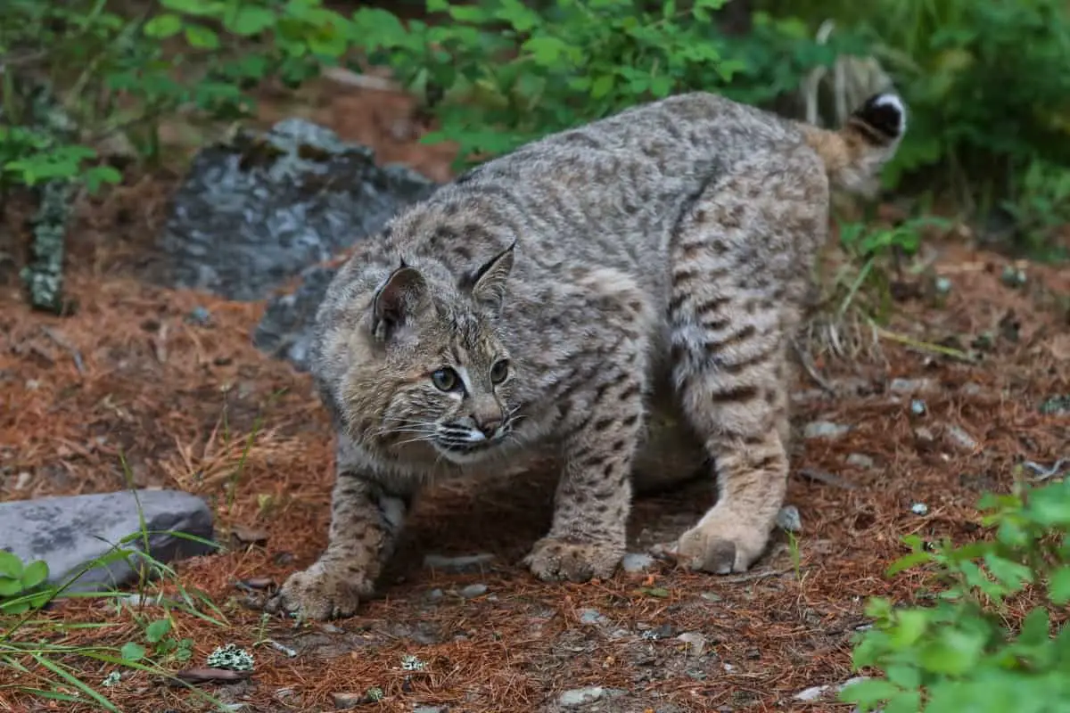 A bobcat in the forest in Irvington