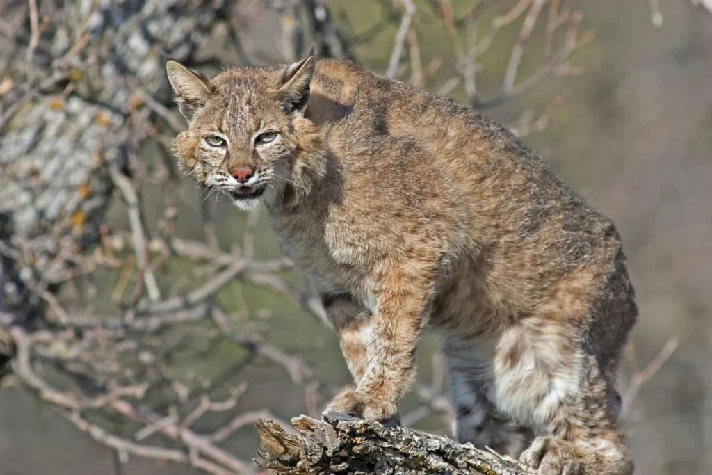 A brown colored bobcat frowning at the camera.