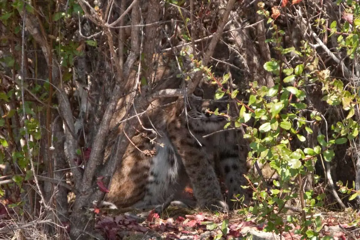 A bob cat hiding in woods