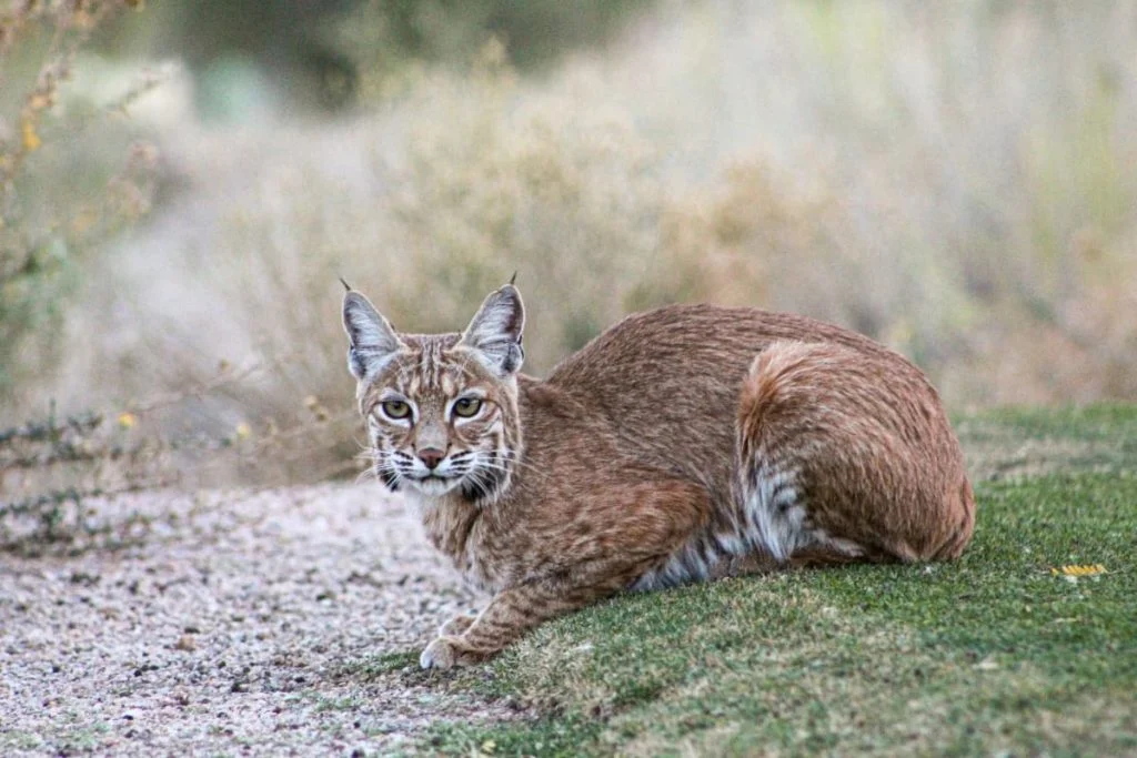 A native Indiana bobcat sitting on the grass.