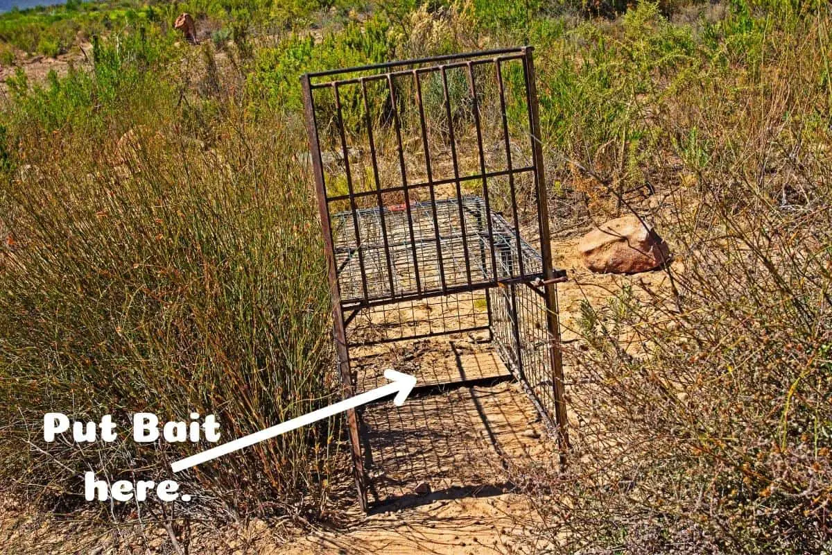 how to bait the cage