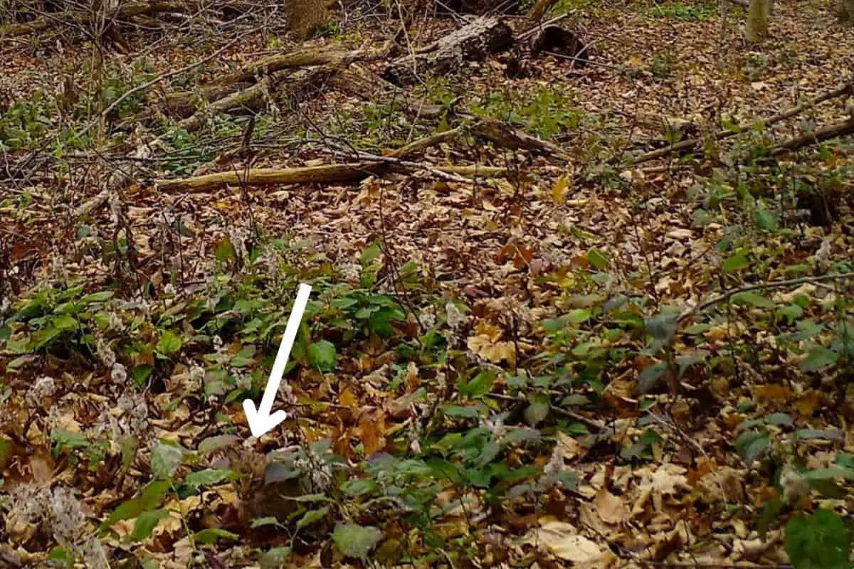 A perfectly camouflaged bobcat difficult to spot