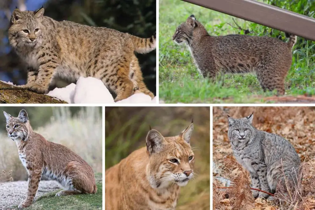 Different bobcat colors