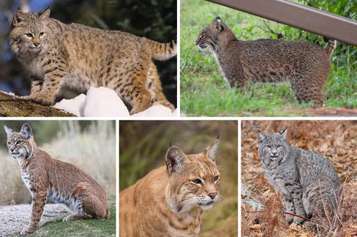 Different bobcat colors