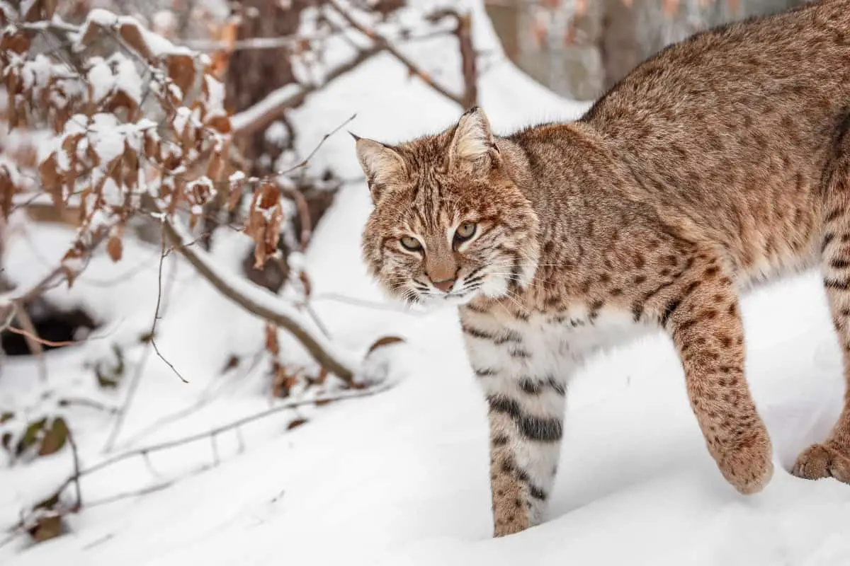 Bobcat in deep snow