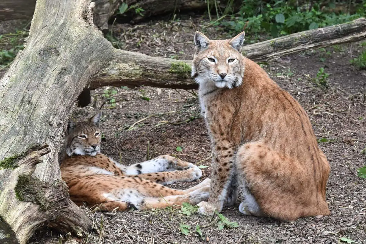 Bobcat mating season