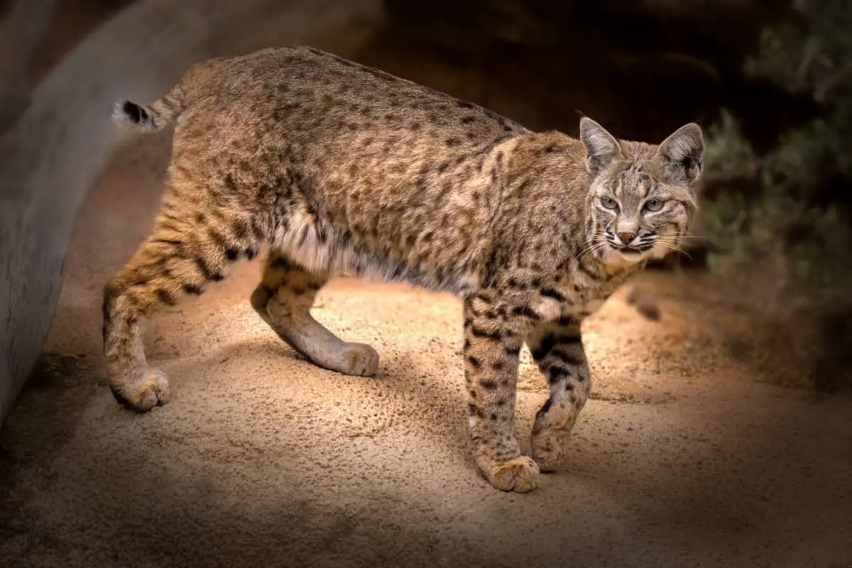 Bobcats are 18 to 49 inches long while Caracals are 25 to 35 inches long.