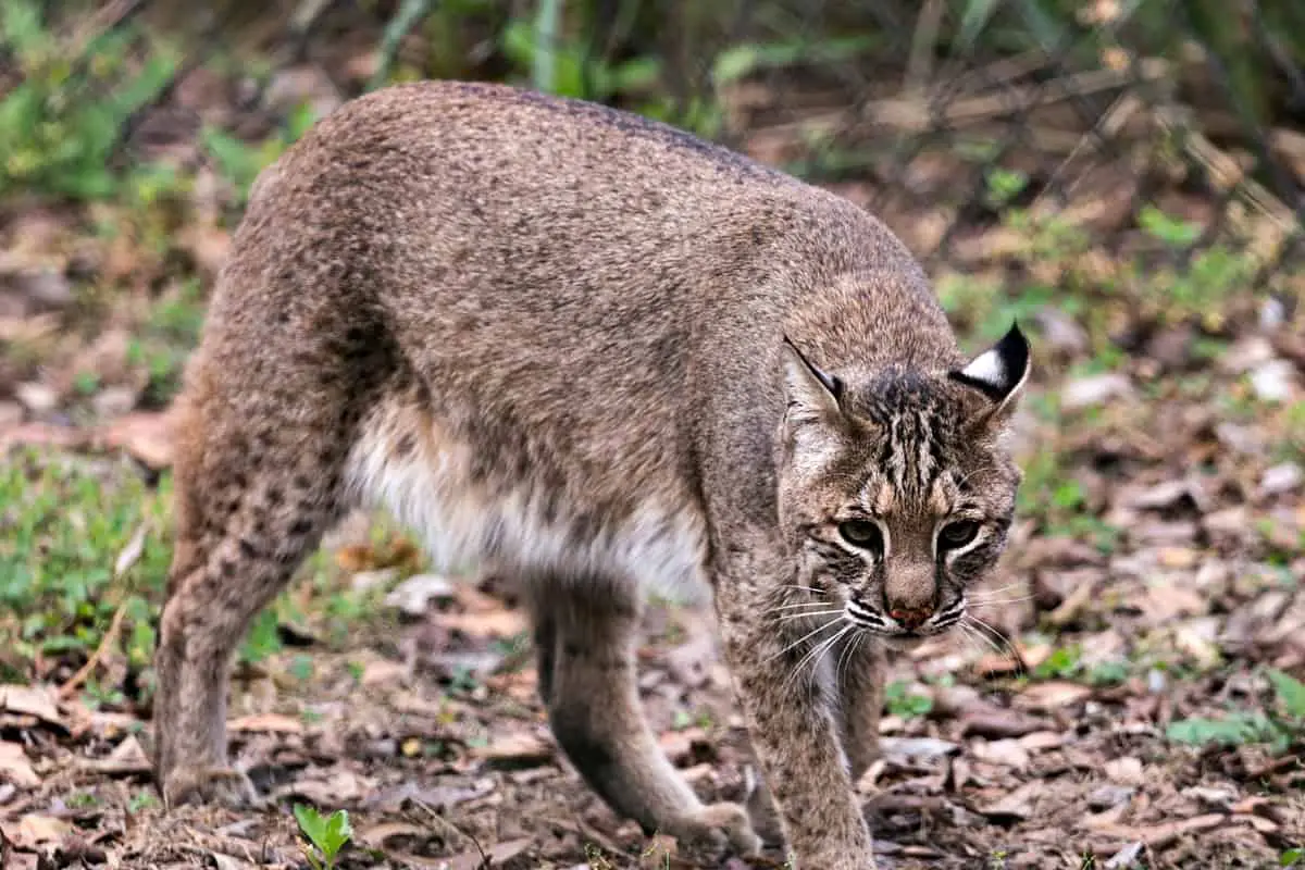 Bobcats in Arkansas