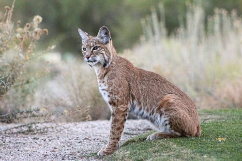 Bobcats in Indiana