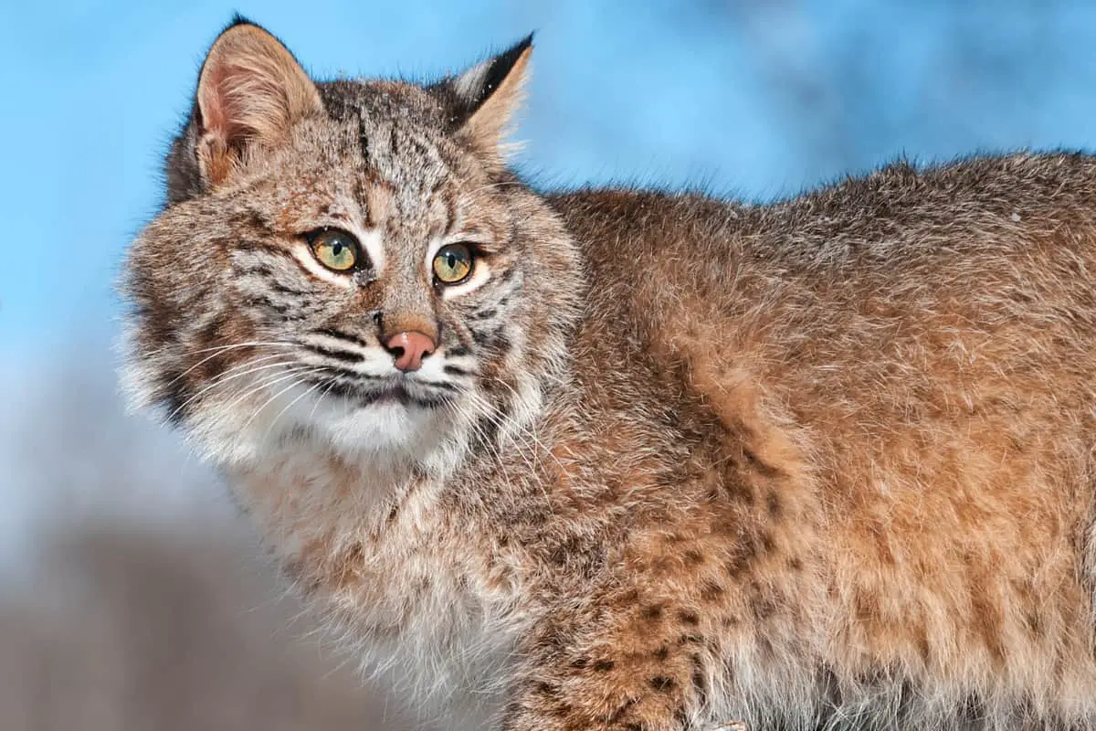 A bobcat looking at the camera, close up photo