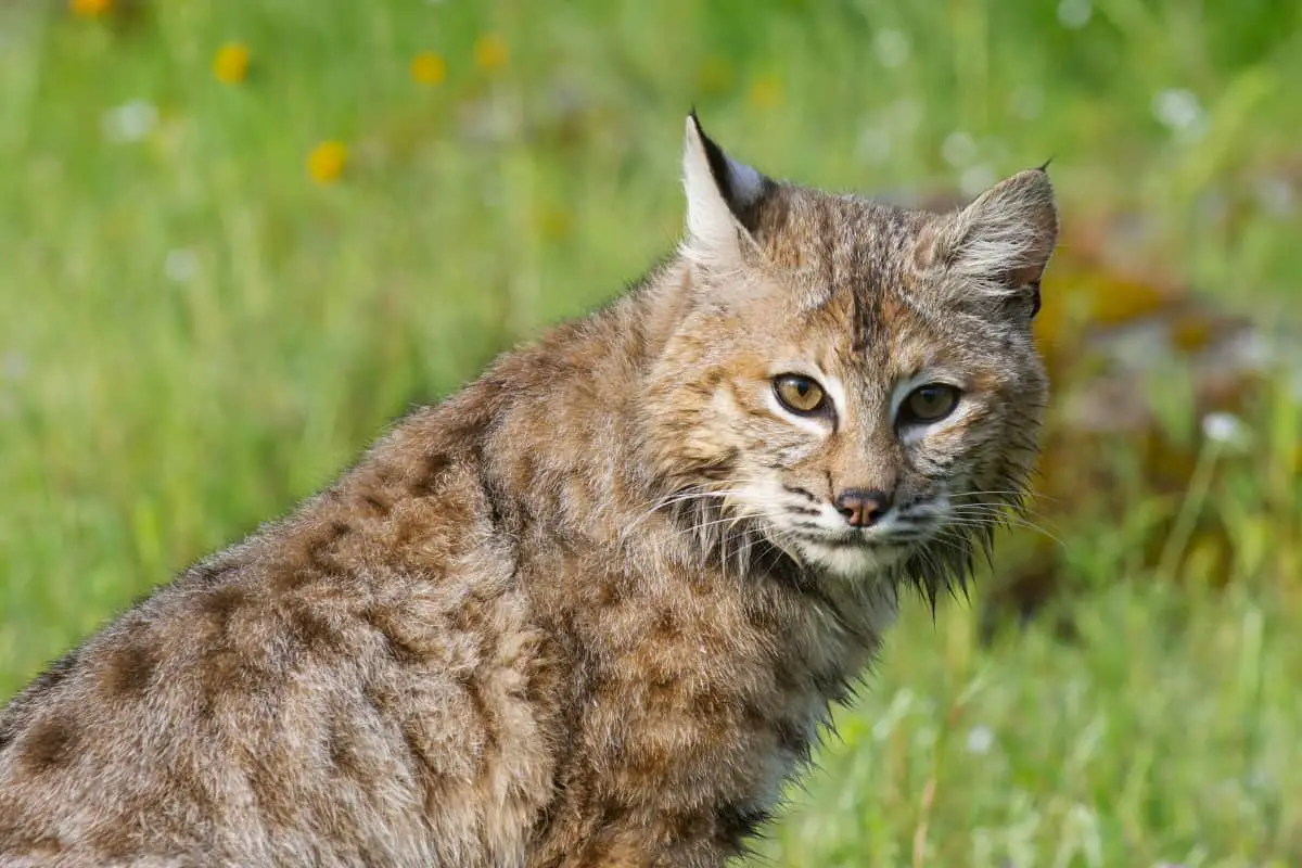 Bobcats in Washington state