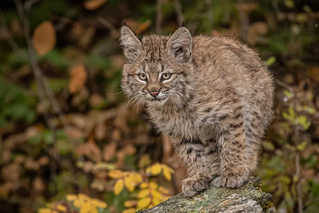 Bobcats life cycle