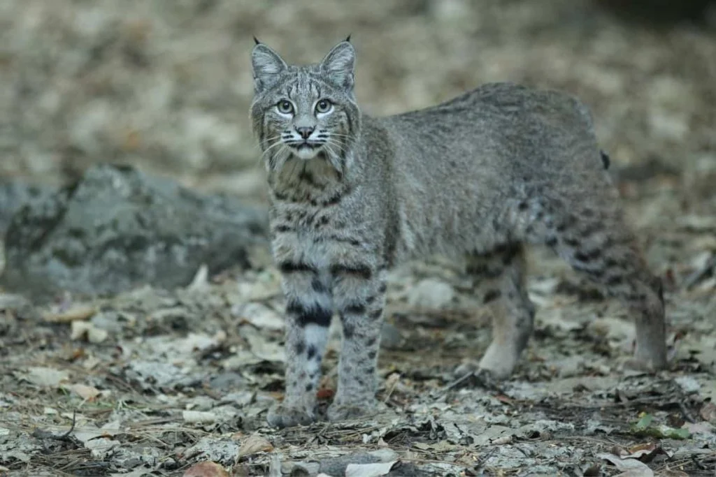 Can you eat bobcats