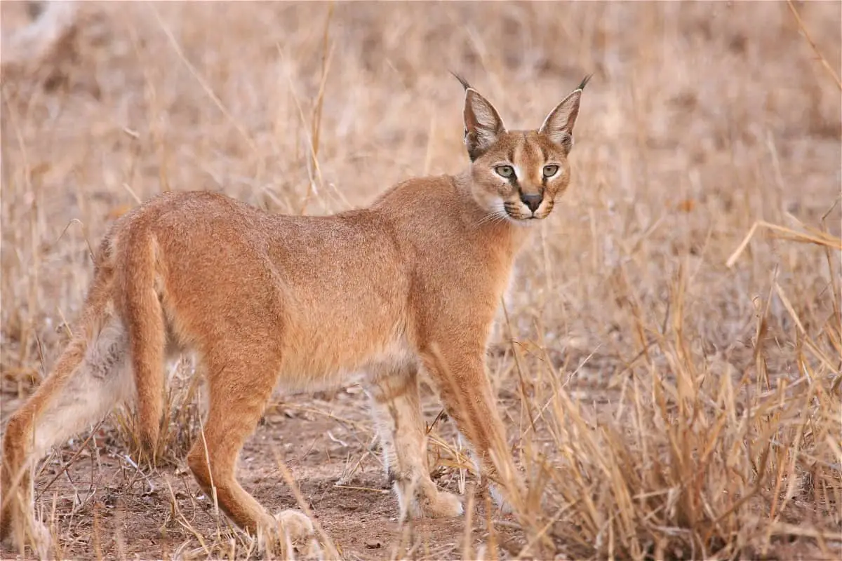 A caracal in the wild in africa