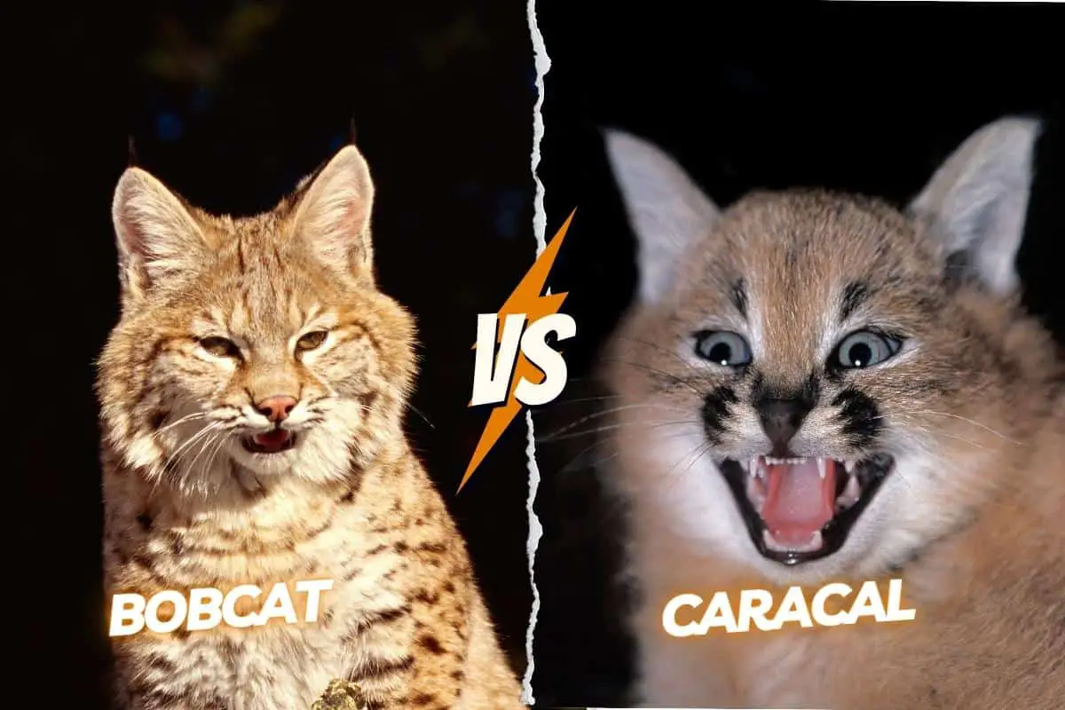 Caracal vs Bobcat fight: who will win