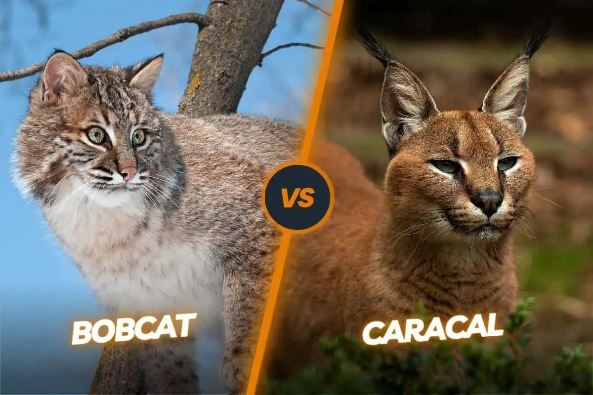 Caracal vs Bobcat