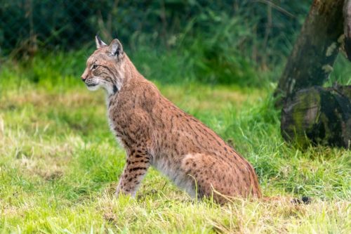 How long do bobcats live?