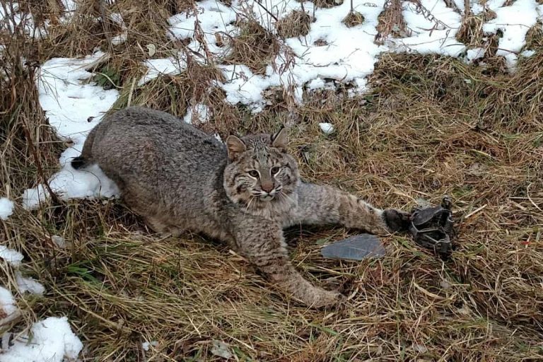 bobcats-in-georgia-exploring-georgia-s-bobcat-population