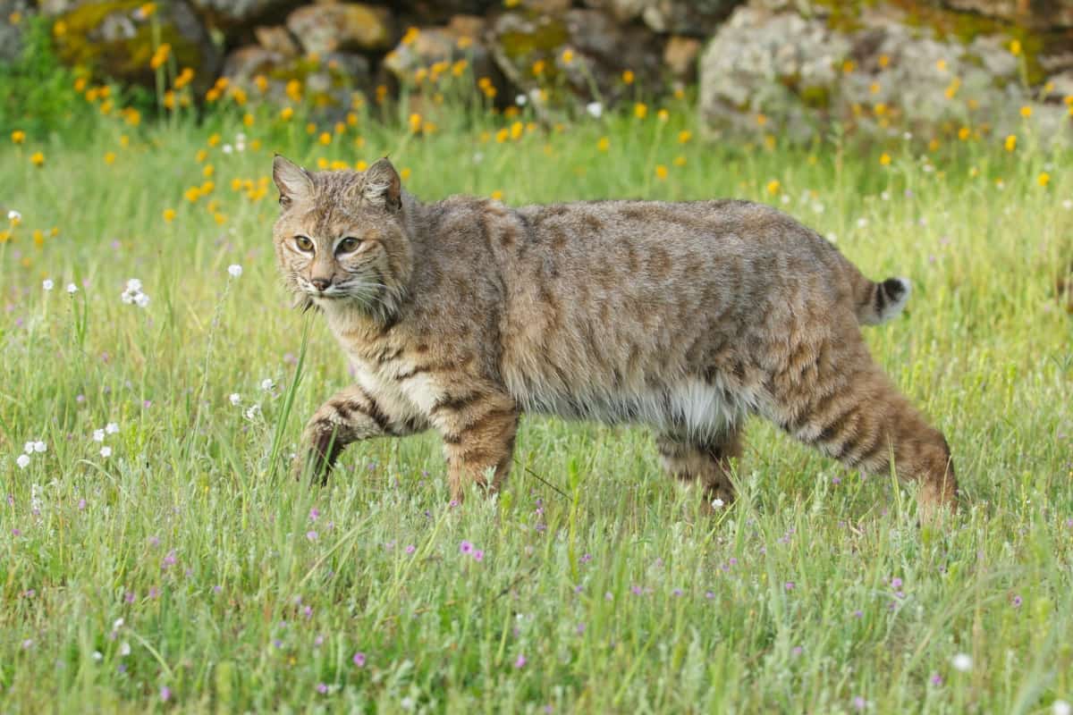 Bobcats In Washington State: Diet, Habitat & Hunting Rules