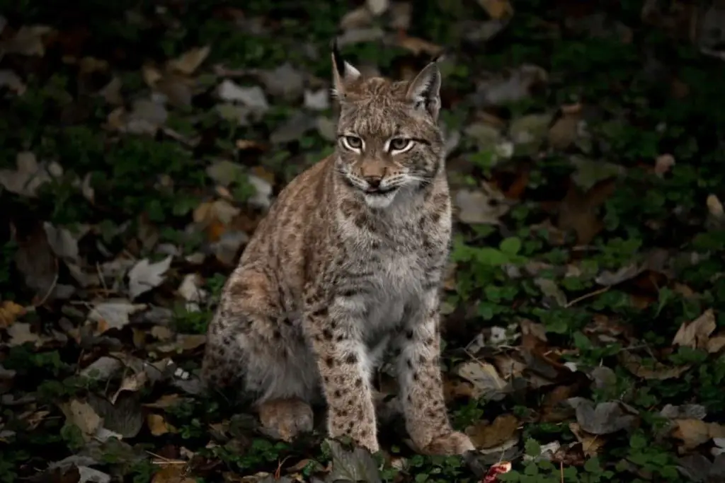 Bobcats have adapted to crepuscular behavior along with nocturnal.