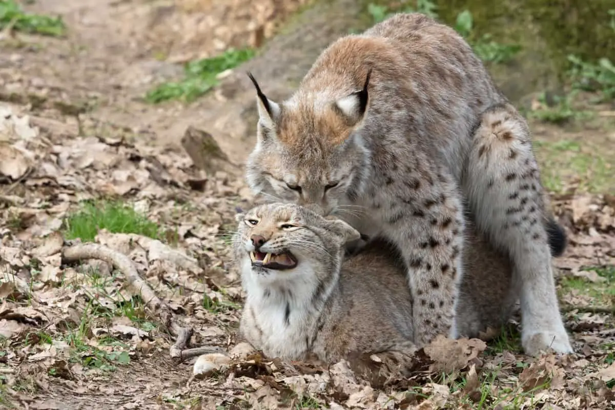 Reproduction process of bobcats