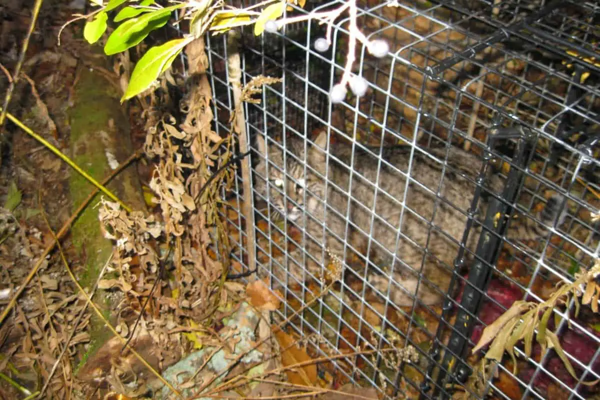 A cage set for catching of bobcats