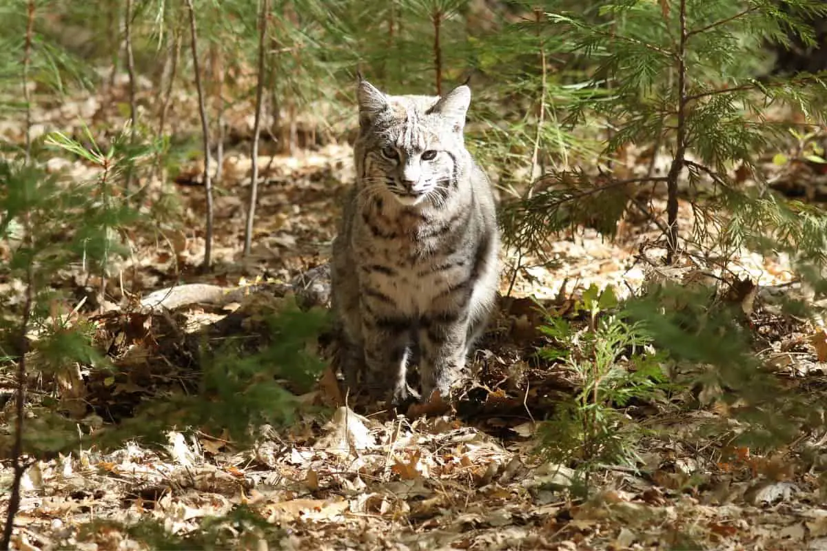 What does a bobcat taste like?