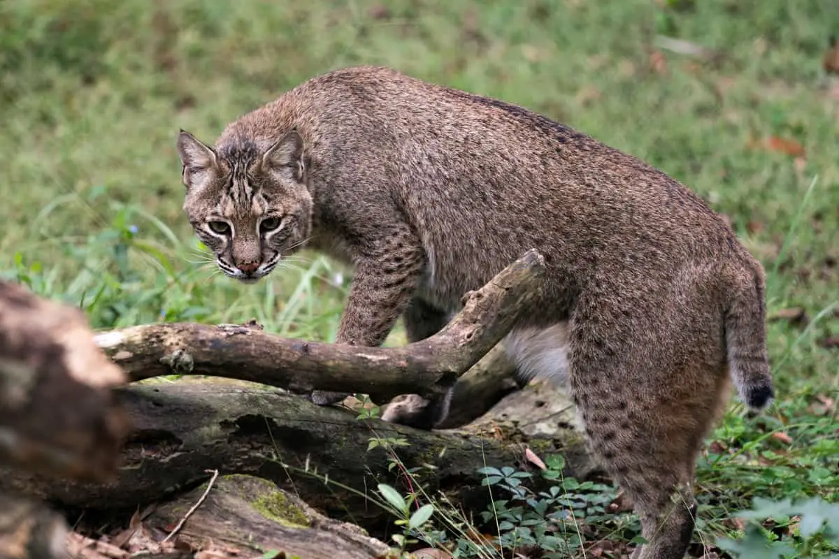 Bobcat in Ozark national forest.