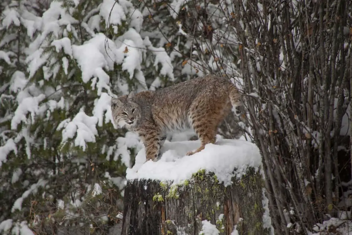 Why don’t bobcats hibernate?