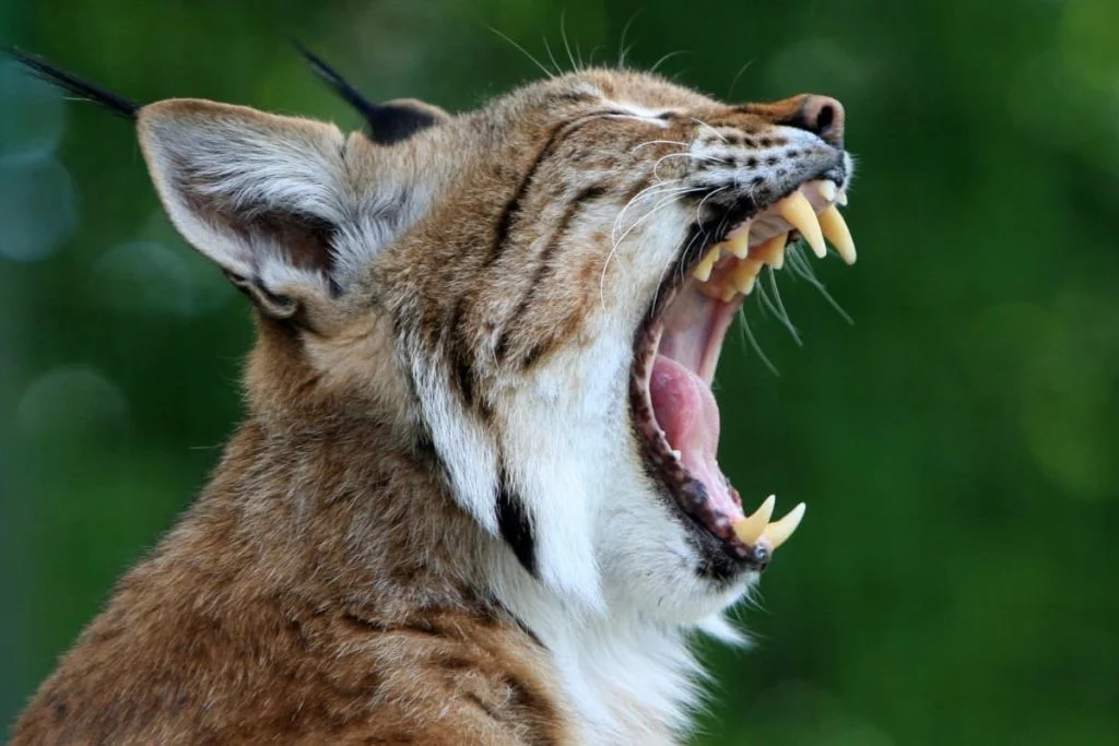 Bobcats' bite force is 548N while panthers' bite force is only 137N.
