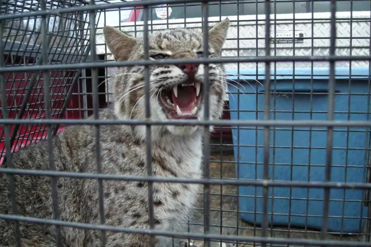 bobcat caught in our cage trap