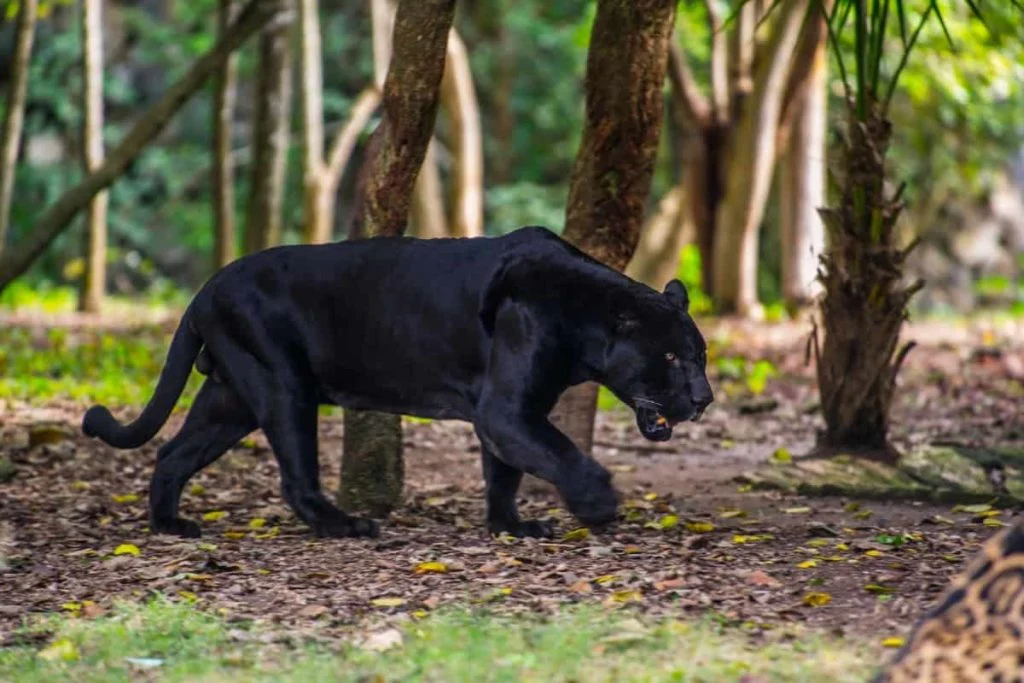 The panthers are 3-4 times larger than the bobcats.
