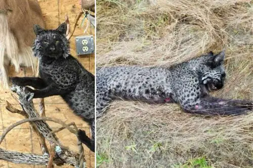 A rare blue bobcat