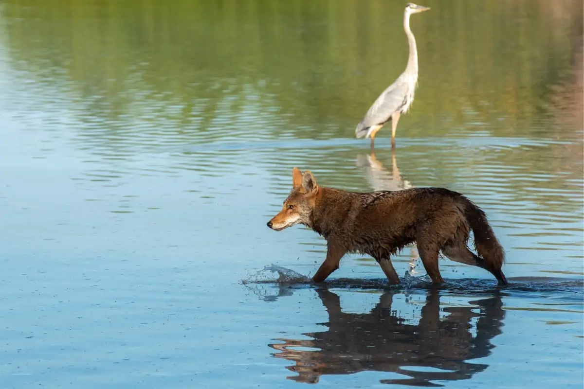 A coyote crosses a local water body in the early morning.