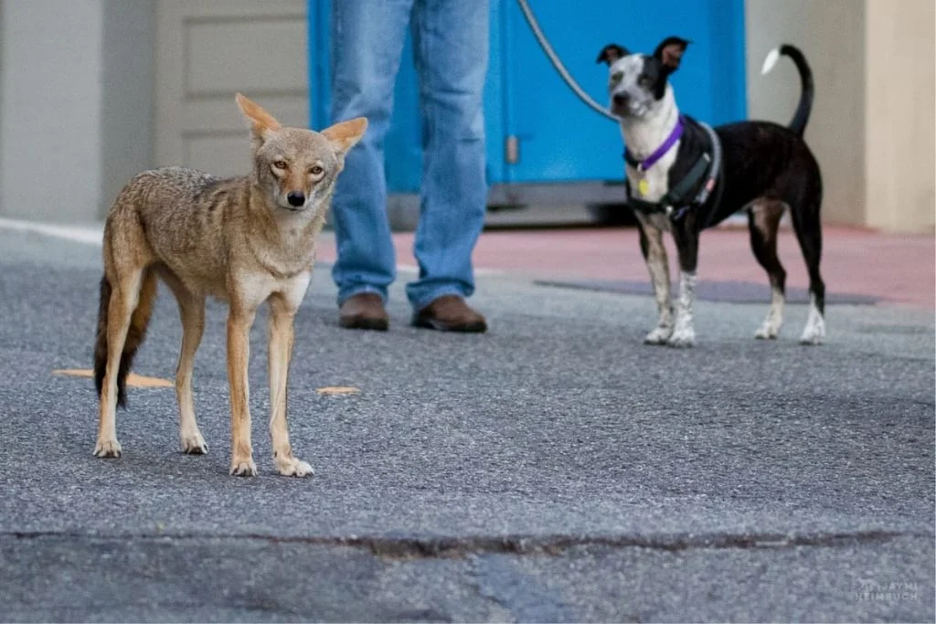 Coyotes can attack the dogs