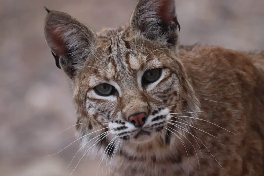 Bobcat as a Spirit Animal in Native American Culture