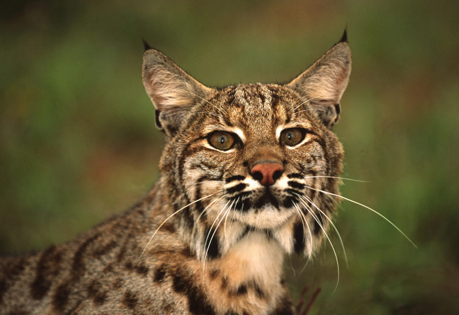 Bobcat as a Totem & Power Animal.