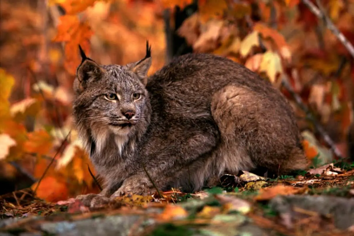 Bobcat as a Totem & Power Animal