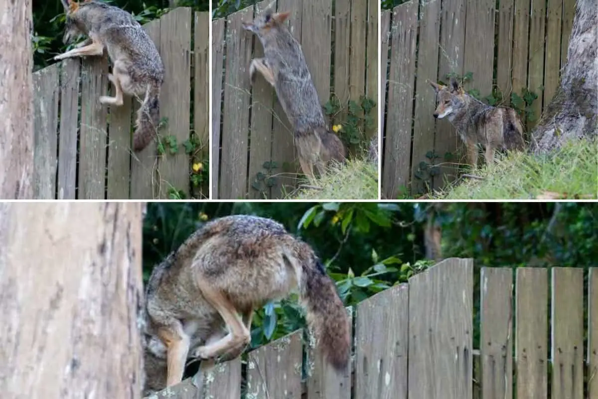 Can coyotes jump wooden fences