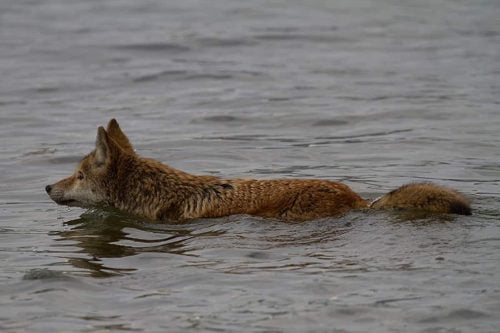 Can coyotes swim? Yes, they can.