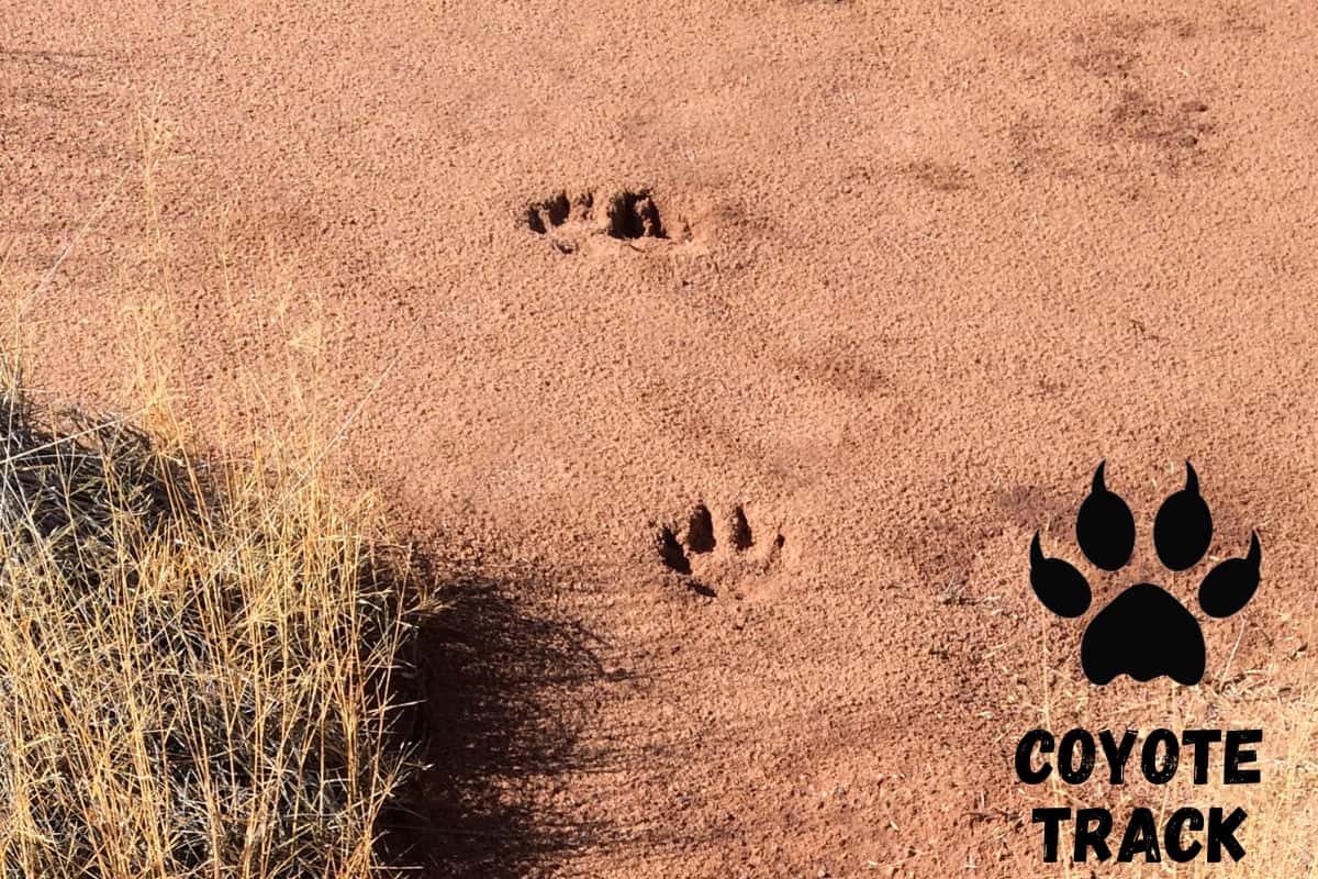 Coyote Tracks Or Paw Prints What Do They Look Like Coyote Tracks Or Paw Prints What Do They Look Like