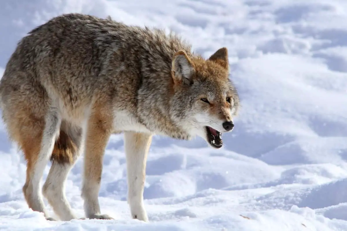 Meaning of different types of coyote sounds.