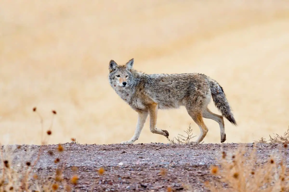 Coyote tails: do coyotes have bushy tails